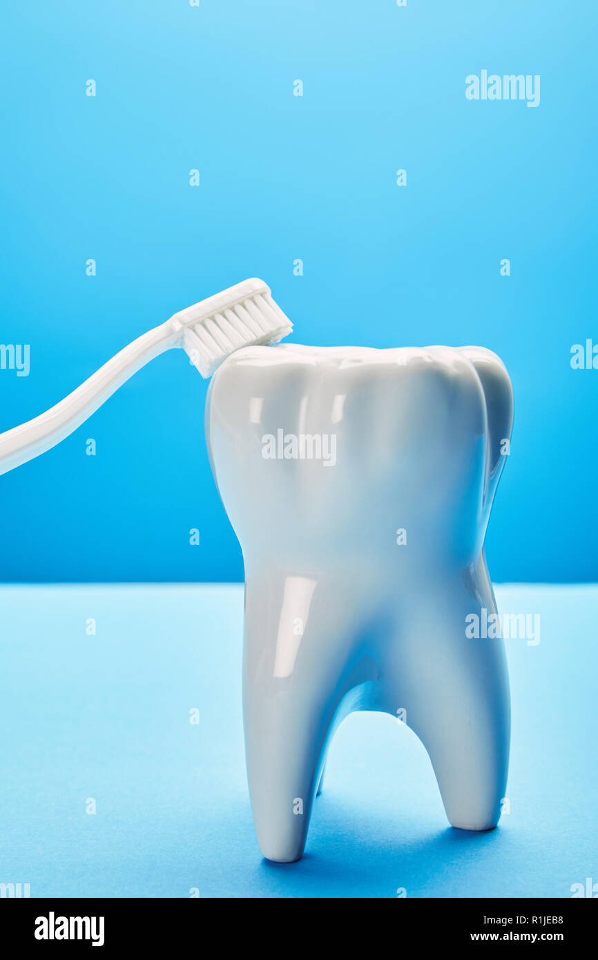 close up view of tooth model and toothbrush on blue background ...