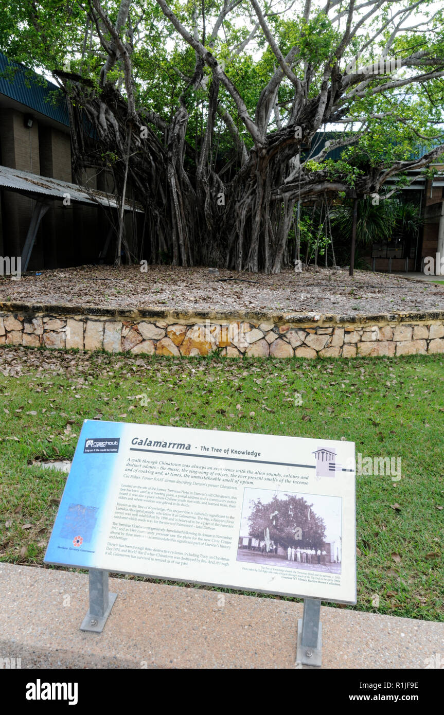 The Galamararrma - The Tree of Knowledge in Darwin, Northern Territory, Australia Stock Photo