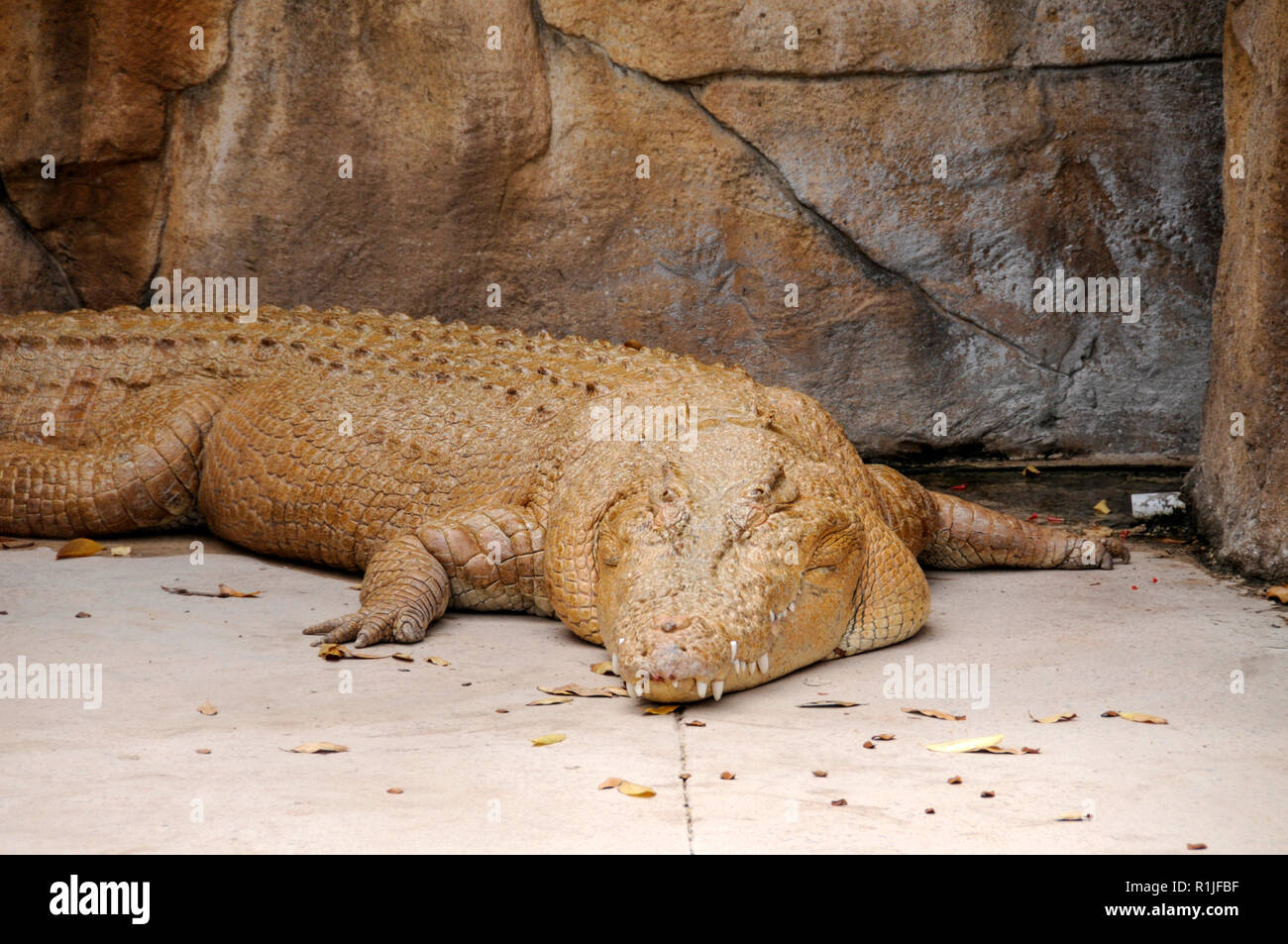 A massive unusual sand coloured saltwater crocodile named, 'Snowy' MacArthur  who was captured beside the MacArthur River, 1912km from Darwin in the Nor  Stock Photo - Alamy