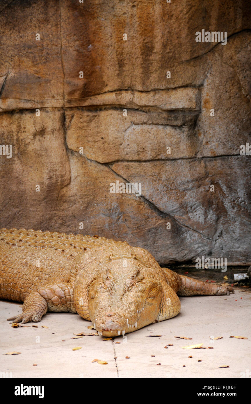 A massive unusual sand coloured salt water crocodile named, Snowy MacArthur  who was captured beside the MacArthur River, 1912km from Darwin in the Nor  Stock Photo - Alamy