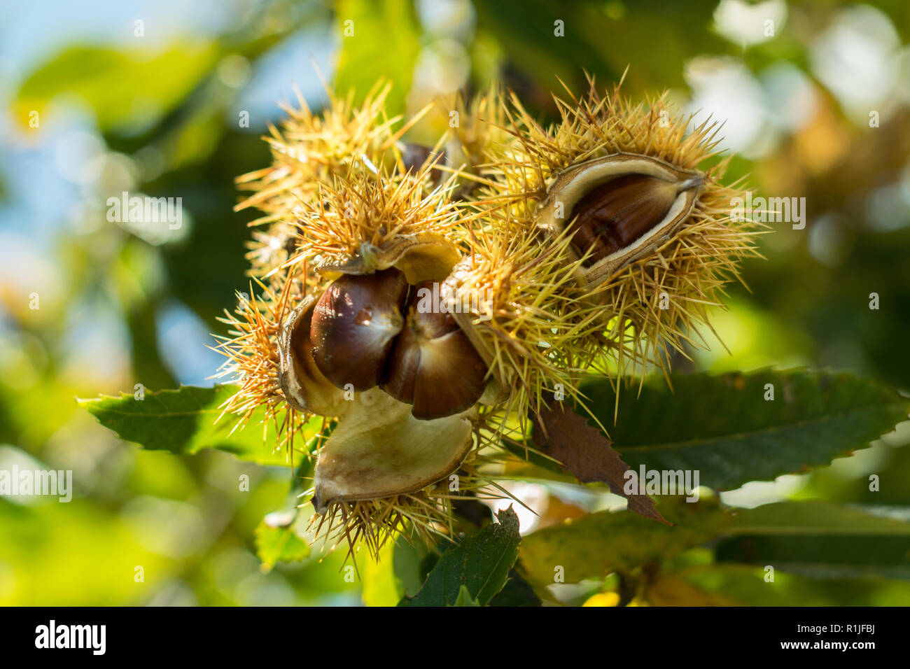 Chestnut production in Vilar de Perdizes, Montalegre. Stock Photo