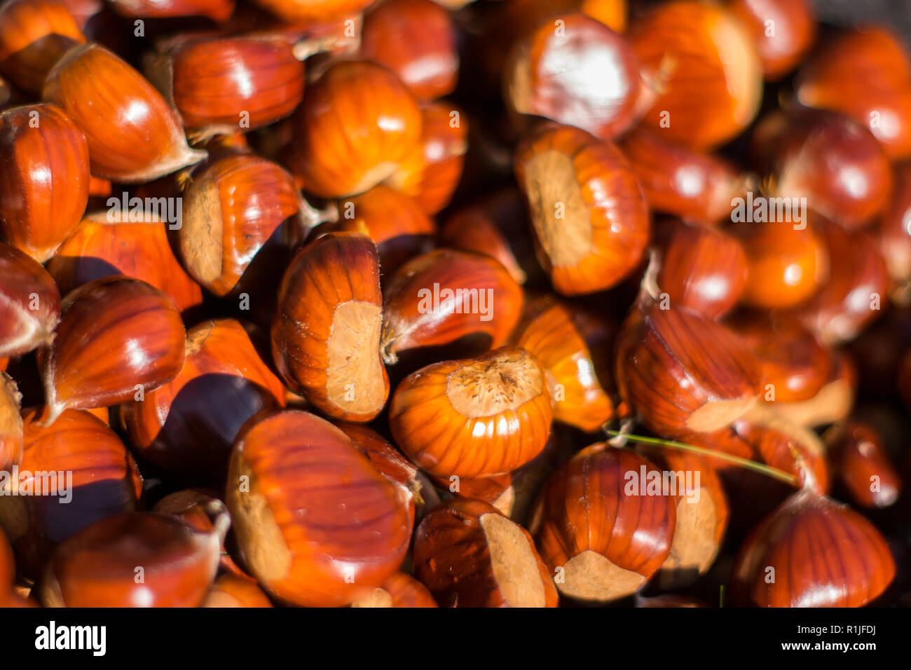 Chestnut production in Vilar de Perdizes, Montalegre. Stock Photo