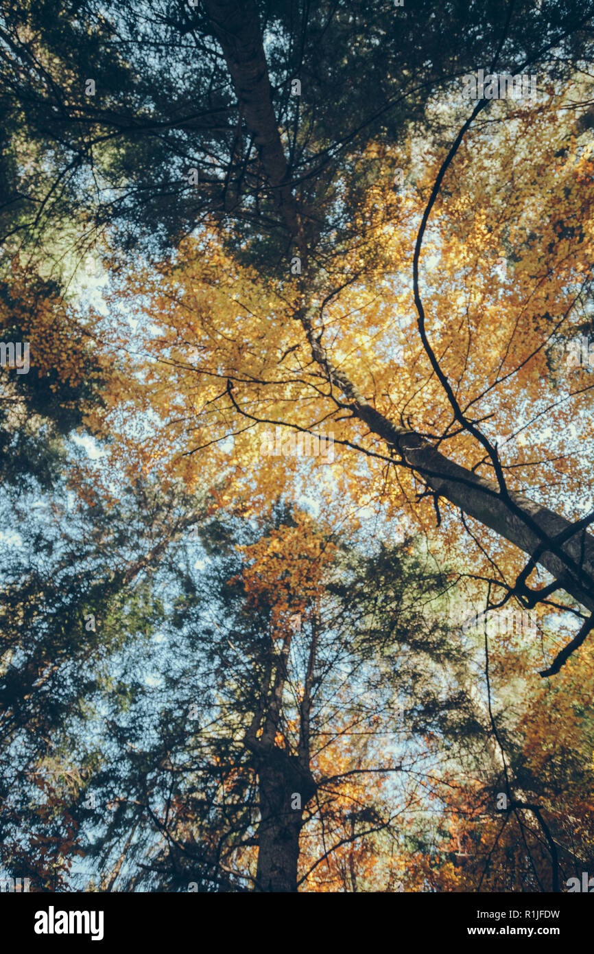 bottom view of autumnal forest in front of blue sky, Carpathians ...