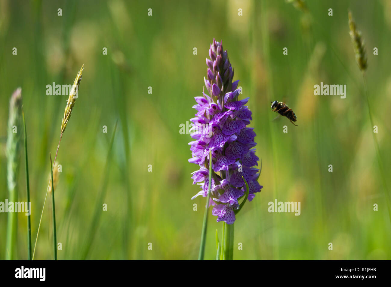 Marsh Orchid against grassy background at Breney Common, Cornwall, UK Stock Photo