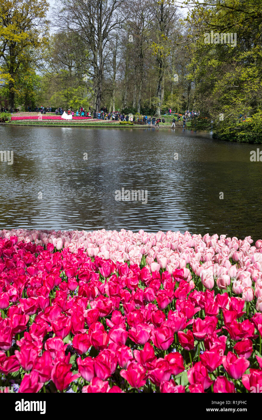 Mystic Van Eijk (pink) and Lady Van Eijk (red) are both Darwin Hybrid Tulips in The English Garden with its large lake at Keukenhof,  Lisse in the sou Stock Photo
