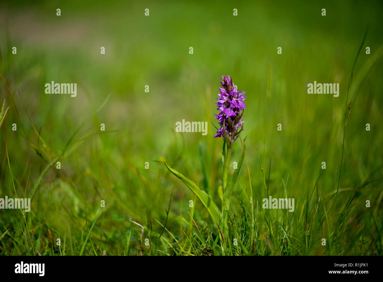 Marsh Orchid against grassy background at Breney Common, Cornwall, UK Stock Photo