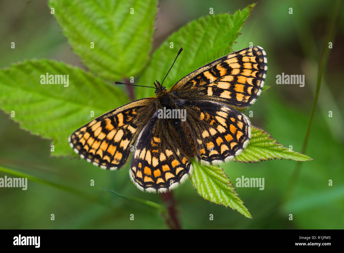 heath fritillary butterfly at rest with wings open, Luckett, Cornwall, UK Stock Photo