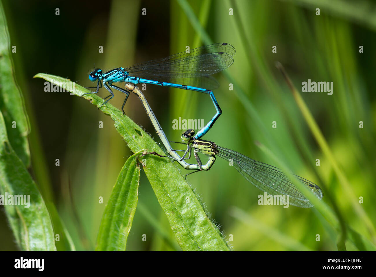 Common blue damselflies mating, Cornwall, UK Stock Photo - Alamy