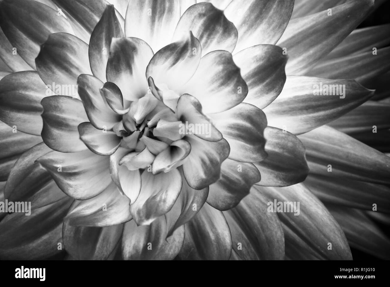 Details of dahlia fresh flower macro photography. Black and white photo emphasizing texture, contrast and intricate geometric floral patterns. Stock Photo