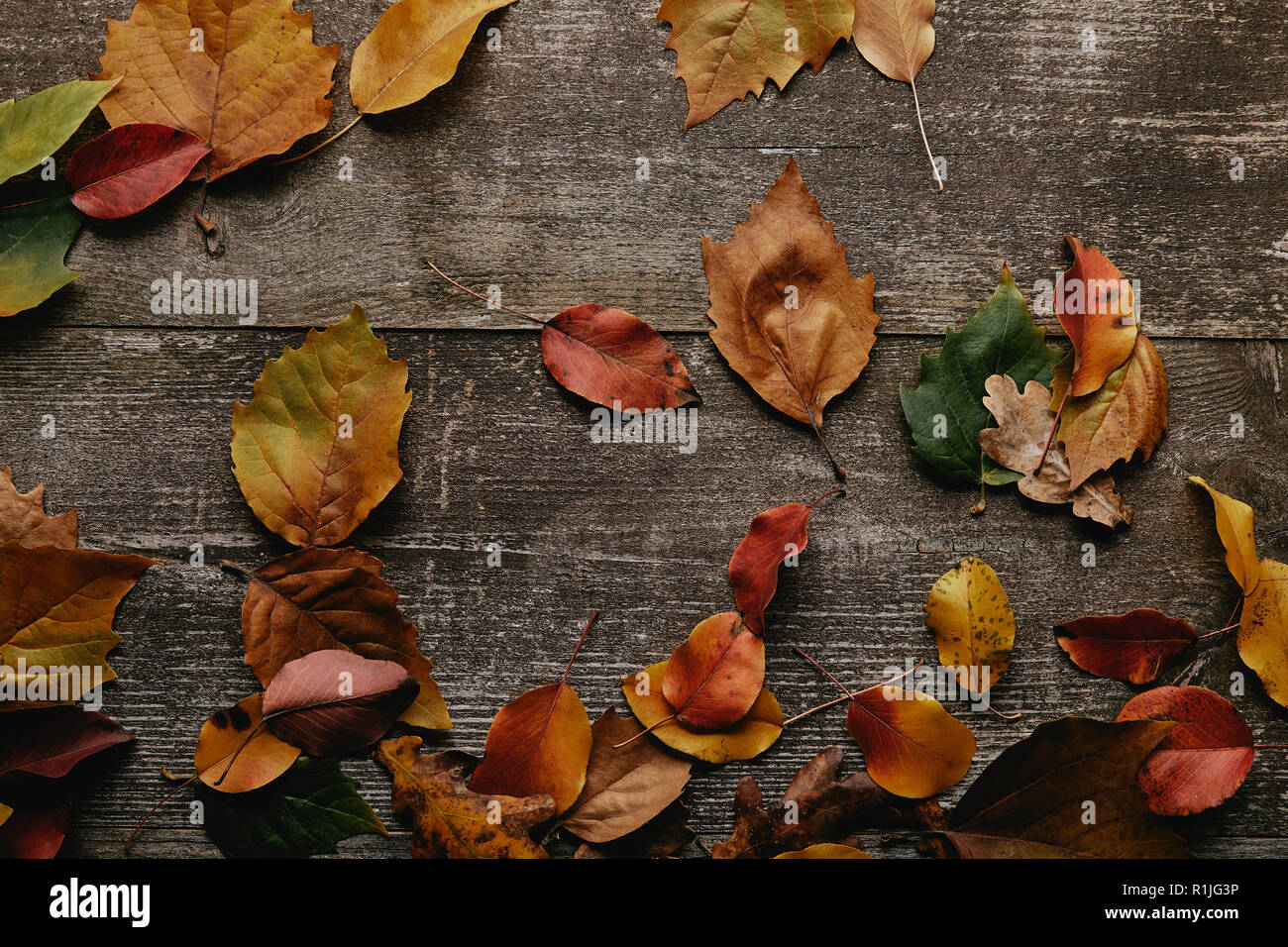 flat lay with colorful fallen leaves on wooden surface Stock Photo