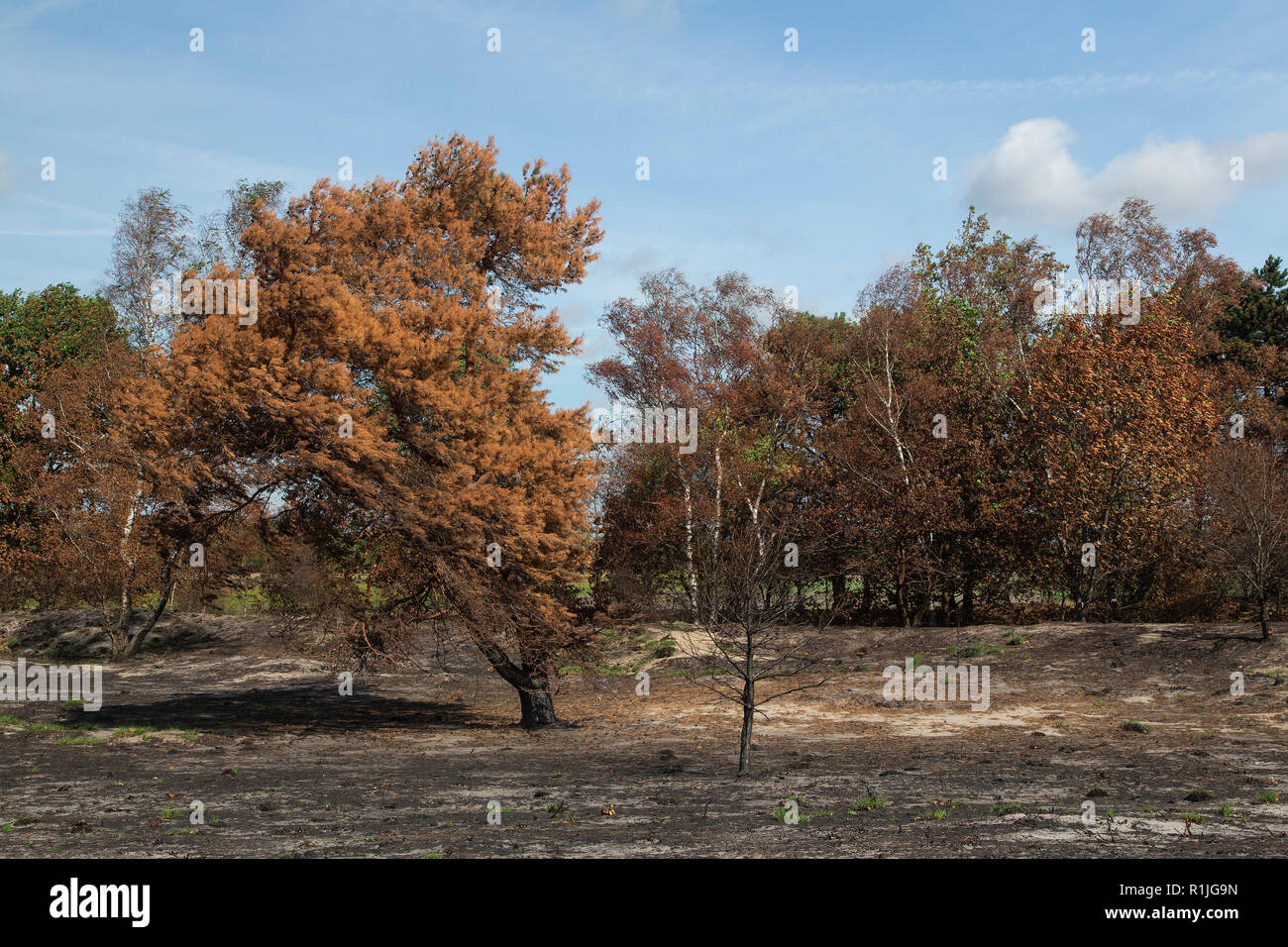 Forest burnt by forest and heath fire, Maasduinen National Park, Limburg, Netherlands Stock Photo