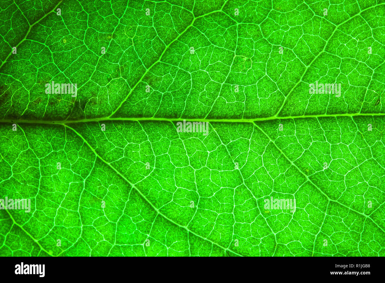 Natural leaf fresh detailed rugged surface structure extreme macro photo with midrib and visible leaf veins grooves as a nature text Stock Photo - Alamy