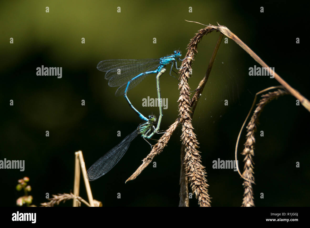 Common Blue Damselflies mating, Seaton, Cornwall, UK Stock Photo - Alamy