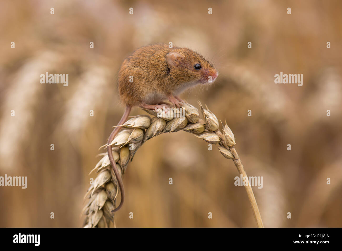 Harvest mouse (Micromys minutus) on a head of corn, Cornwall, UK Stock Photo
