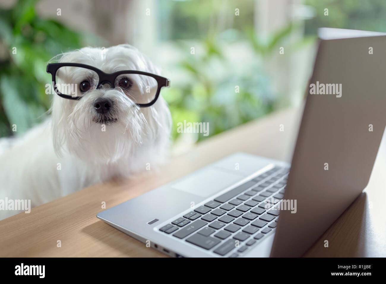 Dog with glasses using laptop computer Stock Photo