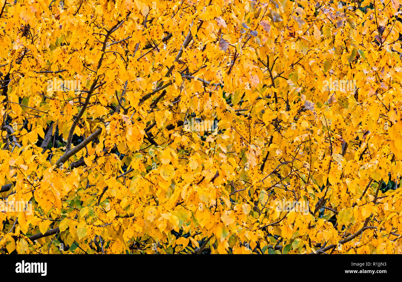 Details of trees in autumn colours Stock Photo
