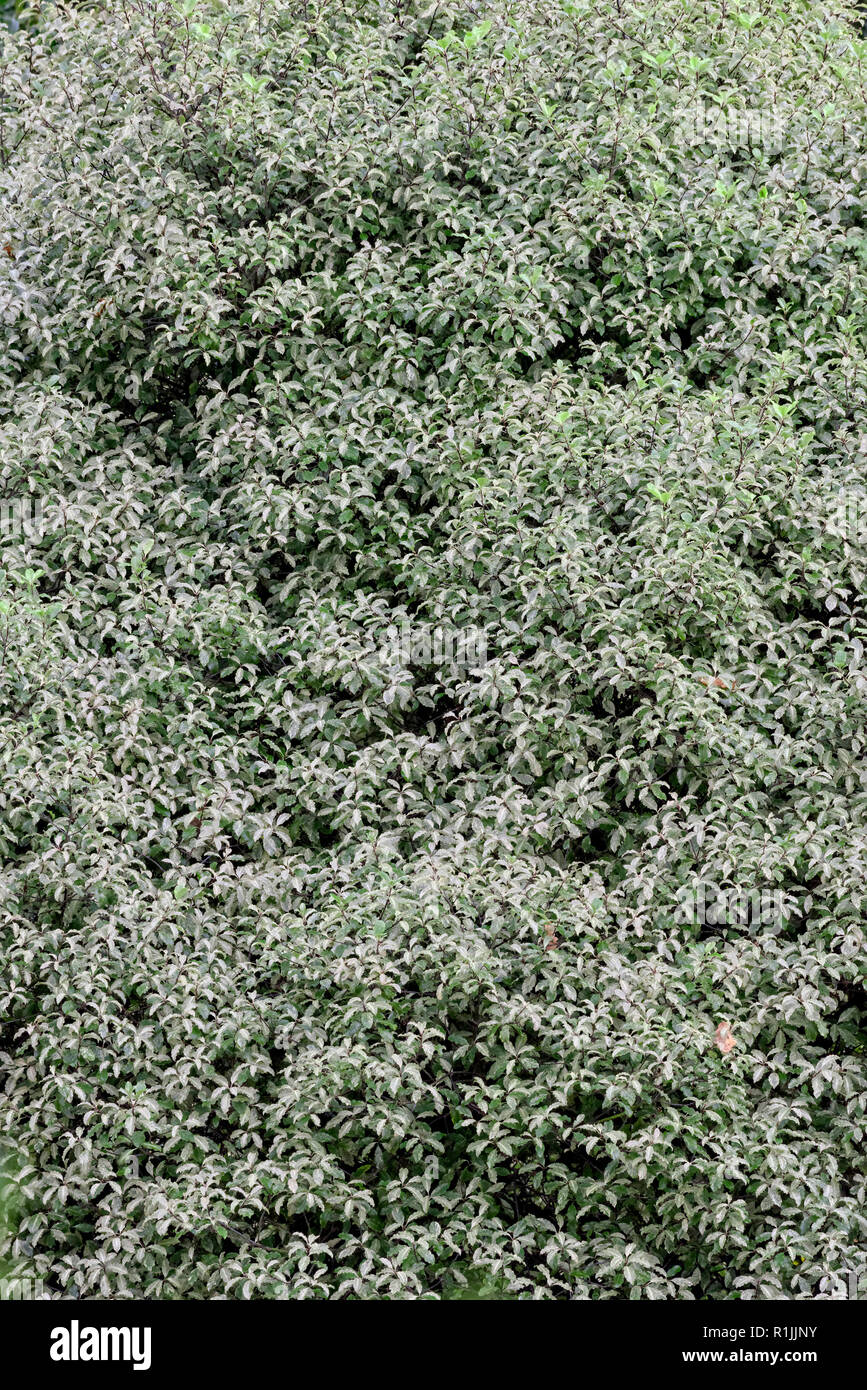 Pattern and detail of large specimen Pittosporum Garnettii shrub Stock Photo