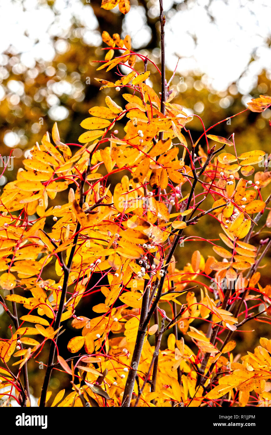 Patterns and details of trees in autumn colours Stock Photo