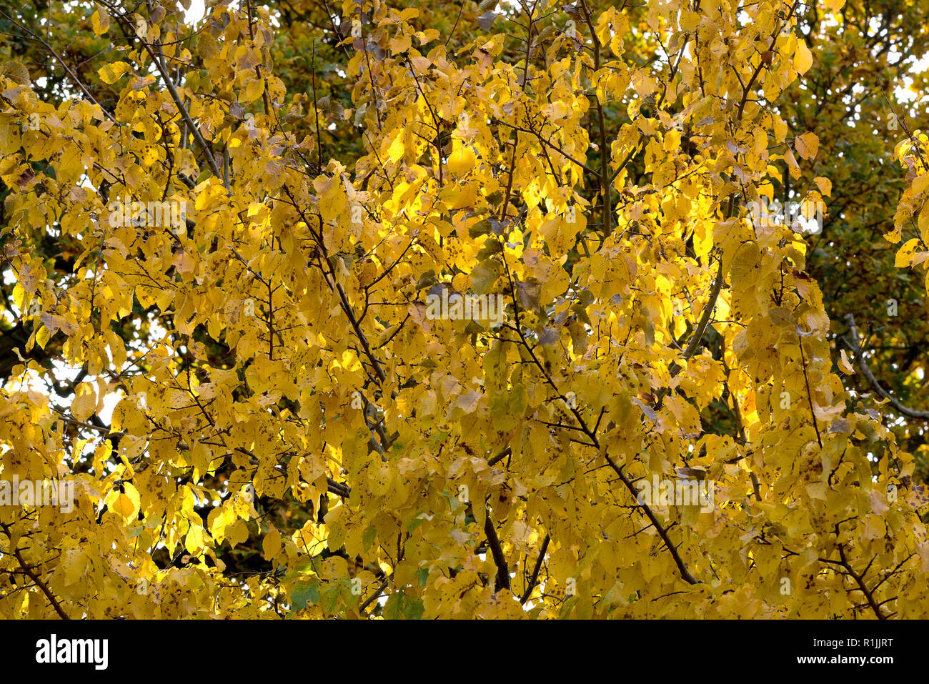 Details of trees in autumn colours Stock Photo - Alamy
