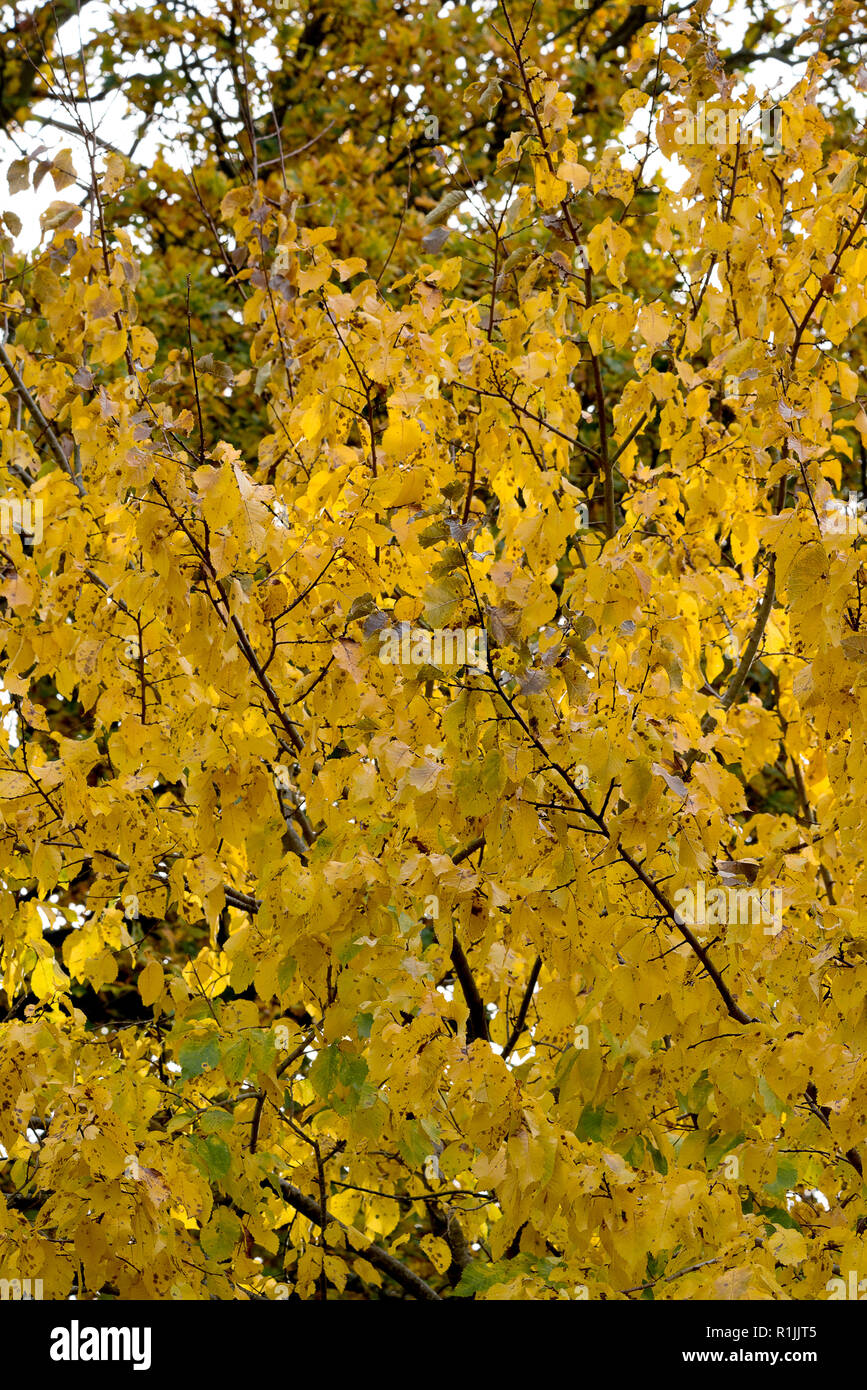 Details of trees in autumn colours Stock Photo