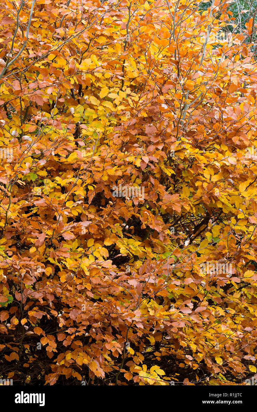 Details of trees in autumn colours Stock Photo - Alamy