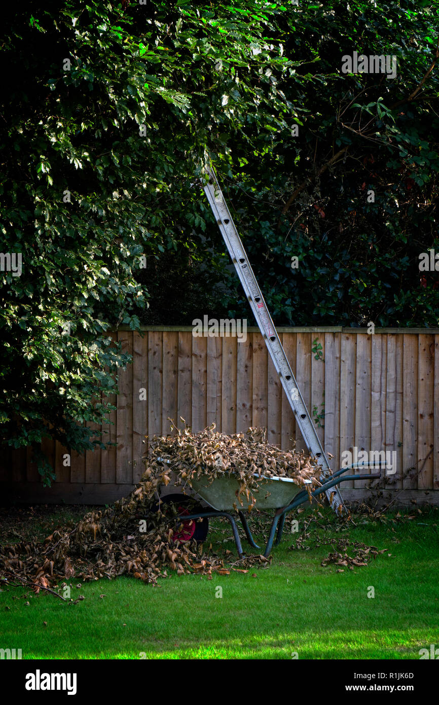 Pruning of copper beech tree in an urban garden with an unsecured