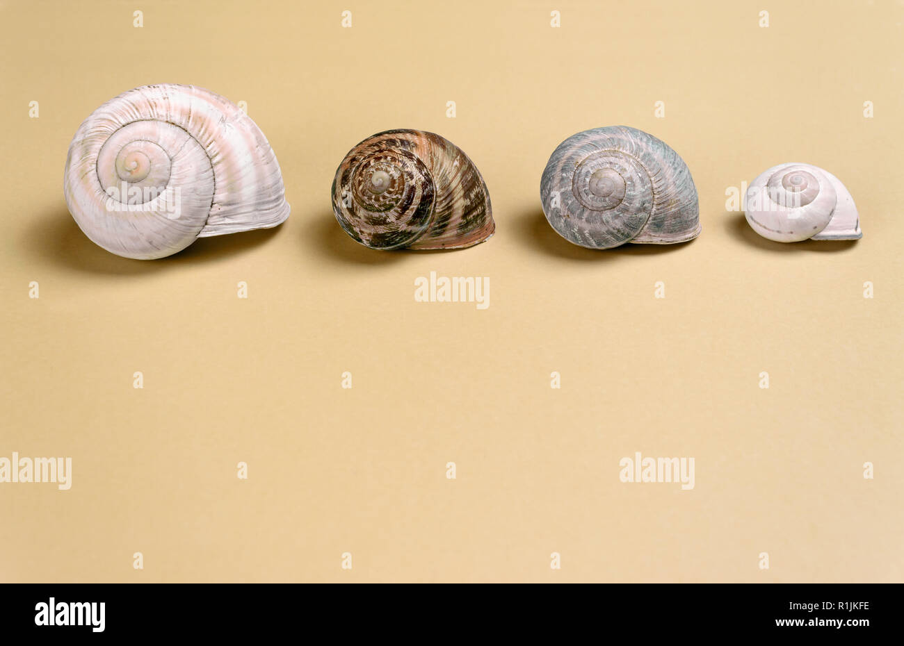 Four snail shells in line over a grainy sand colored background Stock Photo