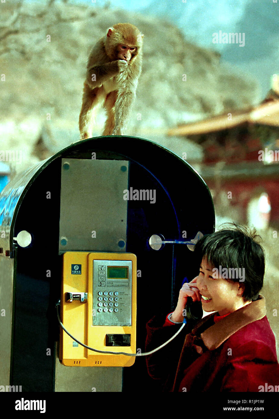 (181113) -- BEIJING, Nov. 13, 2018 (Xinhua) -- A monkey is seen on top of a booth where a tourist makes a phone call at Wulongkou scenic area in Jiyuan, central China's Henan Province, March 16, 2001. More than four decades of sound economic growth from 1978, the starting year of the reform and opening-up policy, has fundamentally lifted life quality of 1.3 billion Chinese, who are now able to enjoy the 'global village' thanks to the advanced telecom infrastructure. However, Chinese people also ever went through the time when writing letters was the most frequent means to contact with faraway Stock Photo