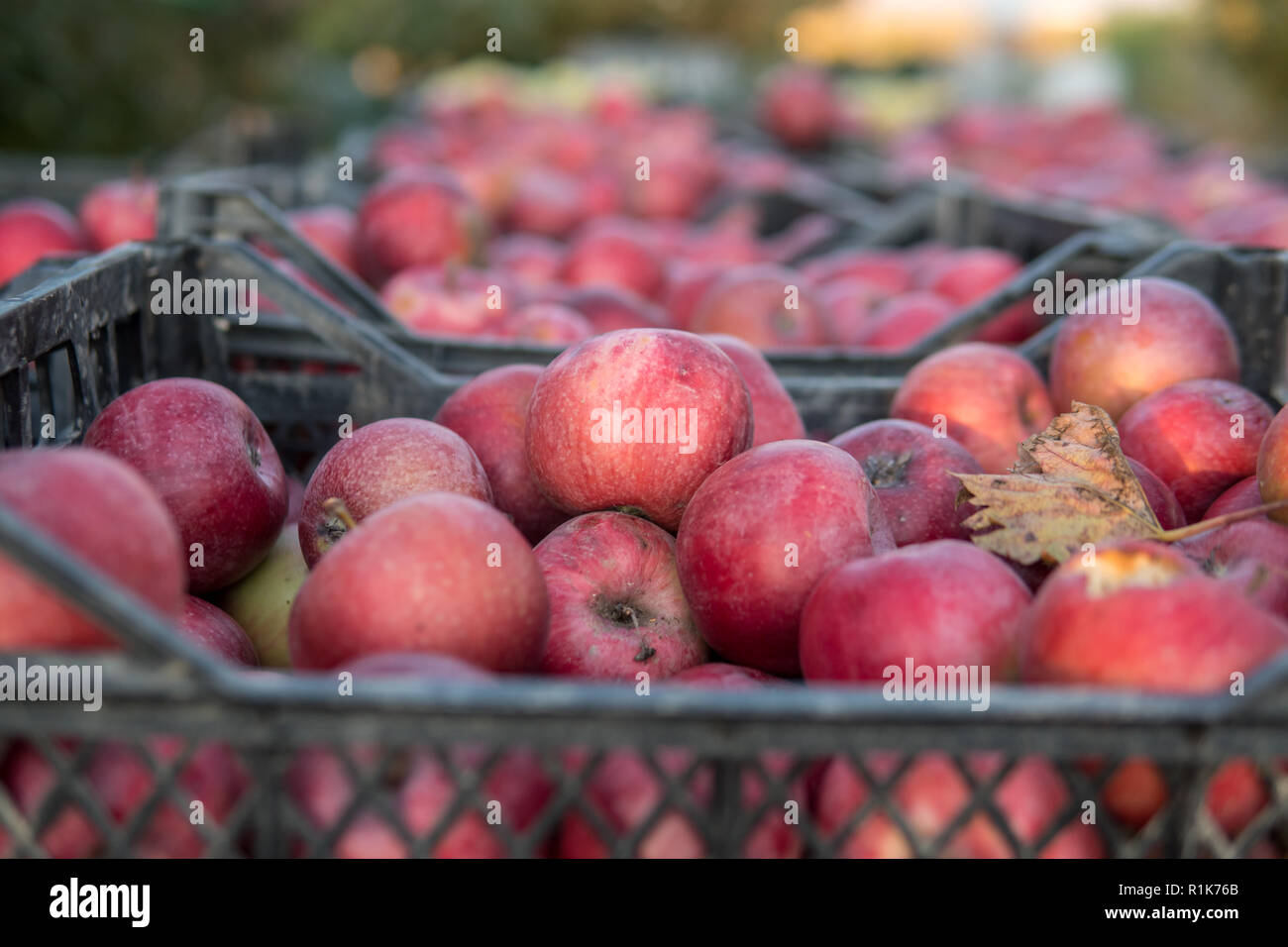 Crates of freshly picked red apples harvest in apple orchard Stock