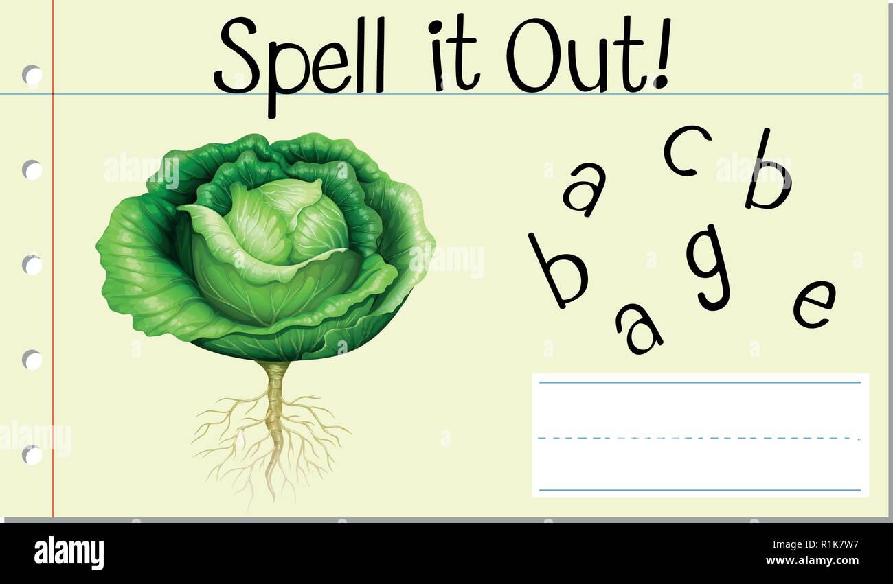 Spell English word cabbage illustration Stock Vector Image & Art Alamy