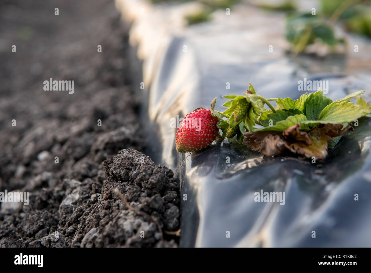 Strawberry rows in greenhouse. Strawberries growing under membrane film