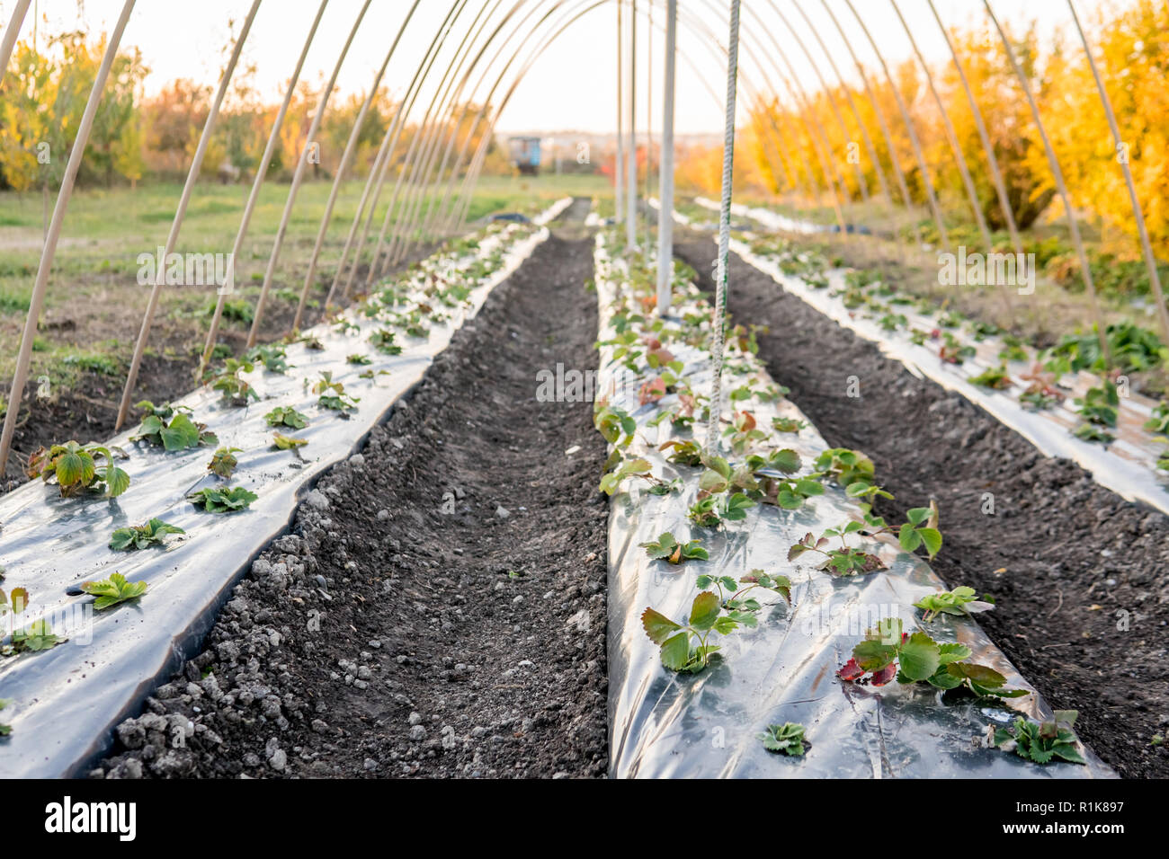 Strawberry rows in greenhouse. Strawberries growing under membrane film