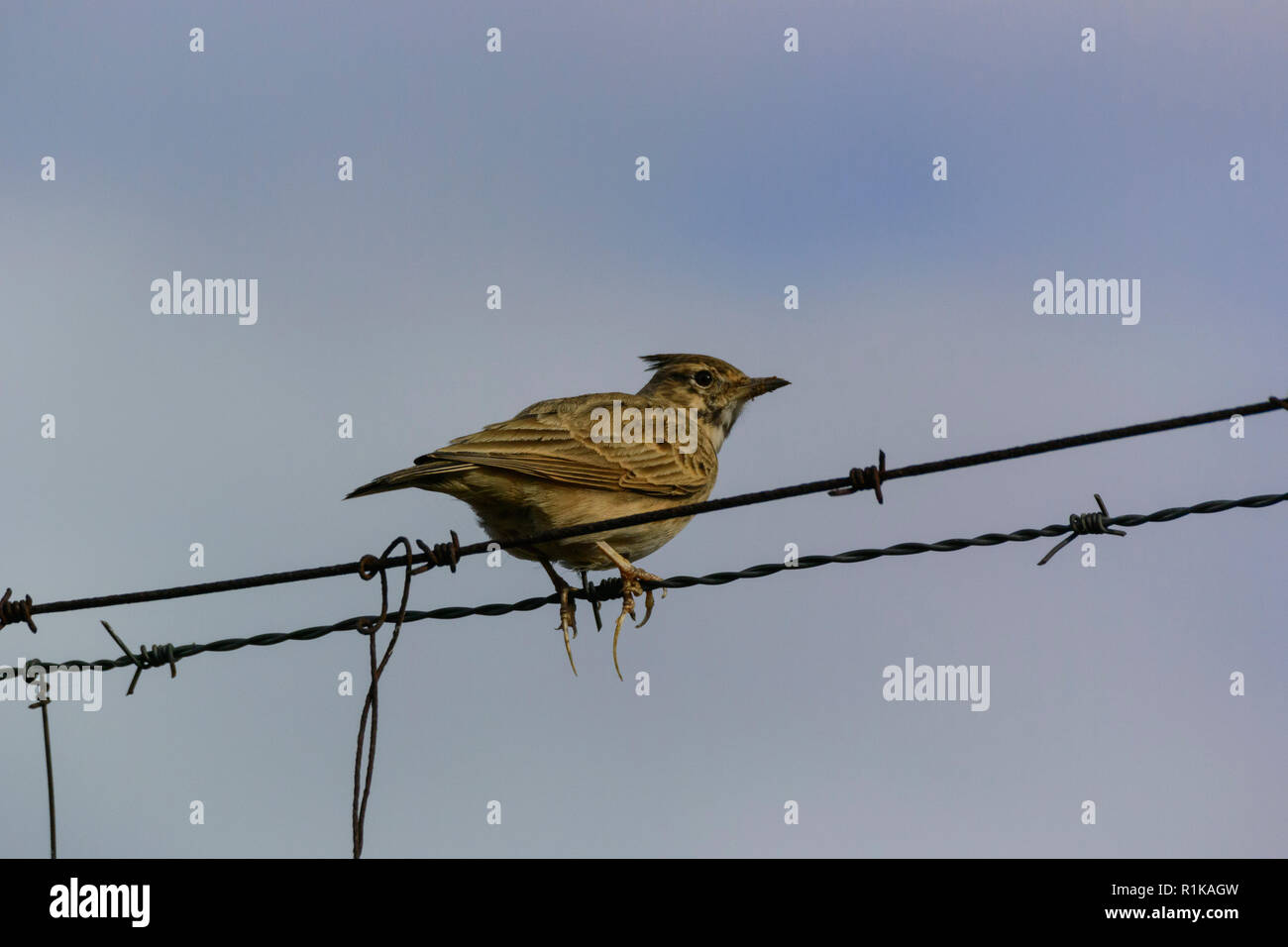 Wire Lark Wire feet hi-res stock photography and images - Alamy