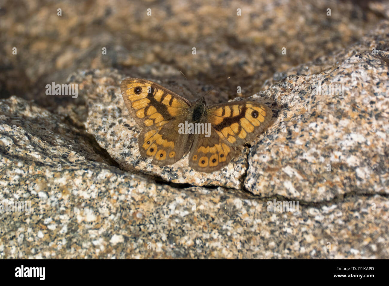 Wall Brown butterfly (Lasiommata megera) Stock Photo