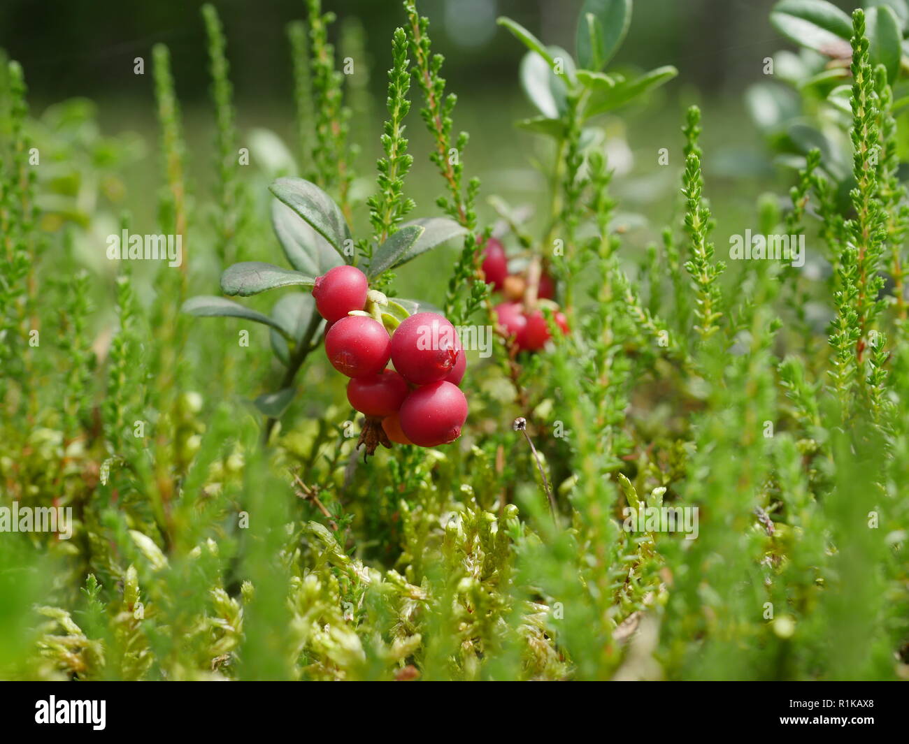 red cranberry on wald background Stock Photo
