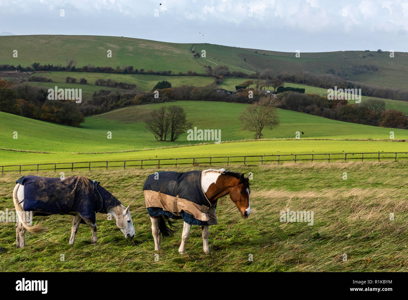 Two horses in a field beside the South Downs Way keep their backs to the strong wind Stock Photo