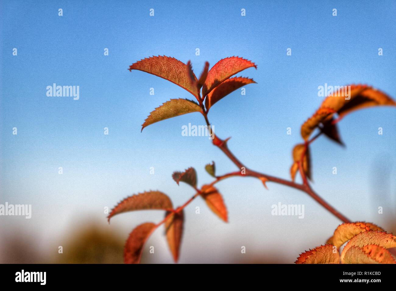 Autumn leaves of a tree on the sky background closeup photo Stock Photo ...