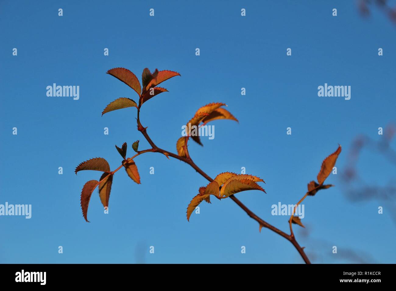 Closeup sky hi-res stock photography and images - Alamy