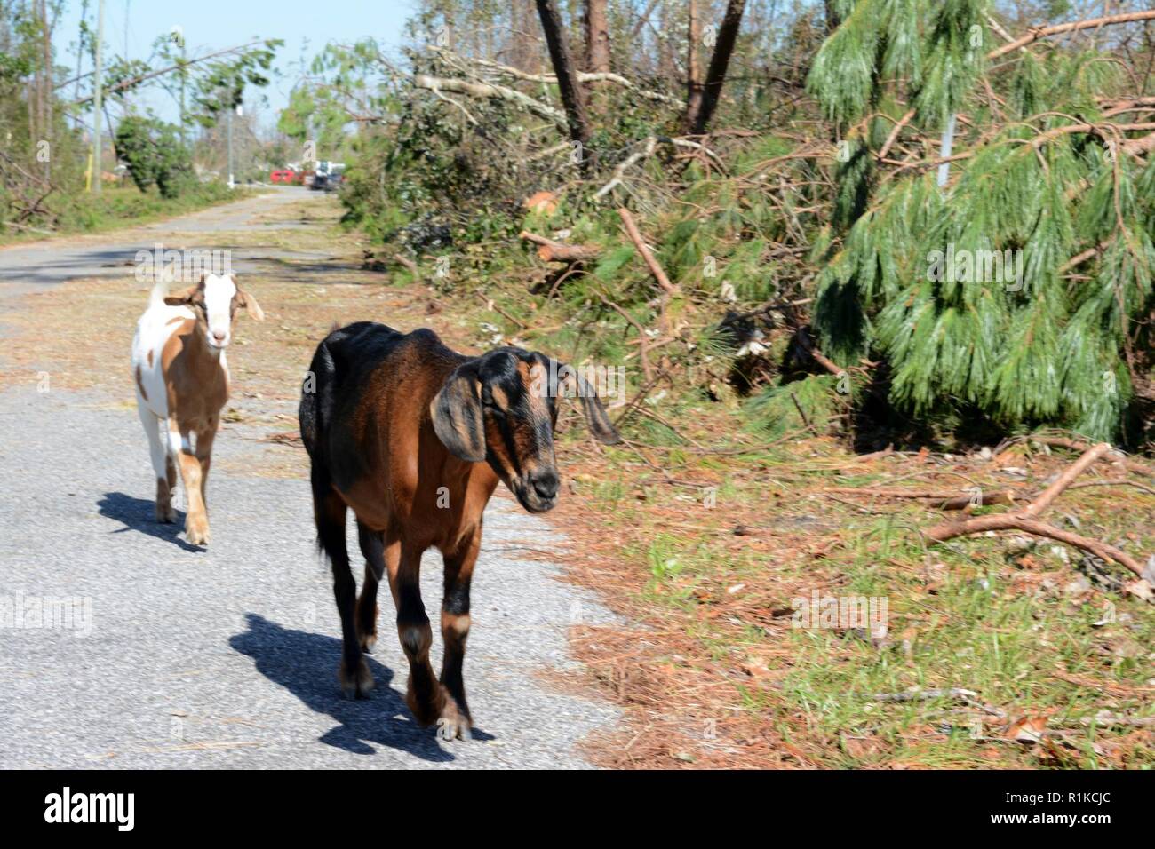 A couple goats roam loose down Debi Road in the Bayou George area of Panama City, Fla., Oct. 14, 2018, while the 202nd REDHORSE works diligently to clear the road. The REDHORSE was called on for their expertise in efficient route clearing after Hurricane Michael came through. Stock Photo