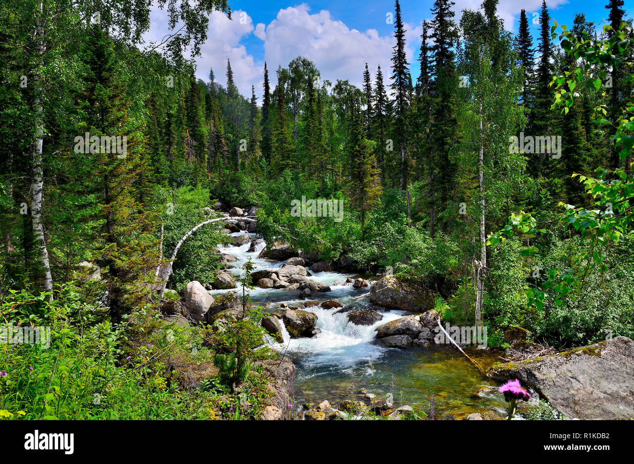 Beautiful sunny summer landscape. Fast flowing source of mountain river with rapids, cascades and waterfalls among dense forests and huge stones, West Stock Photo