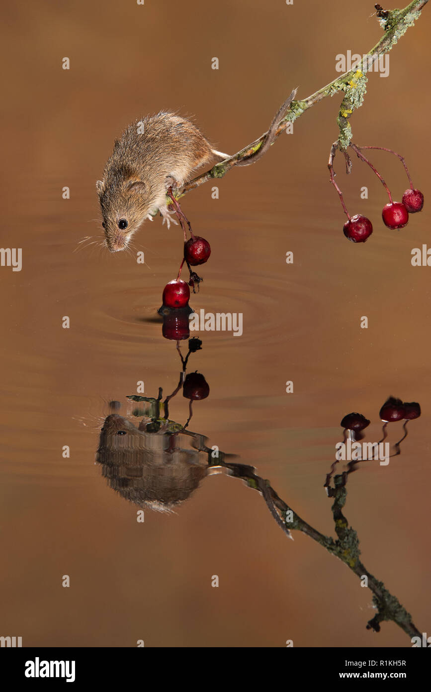 A small harvest mouse on a twig with red berries balances of at the water about to take a drink. The rodent is reflected in the water Stock Photo