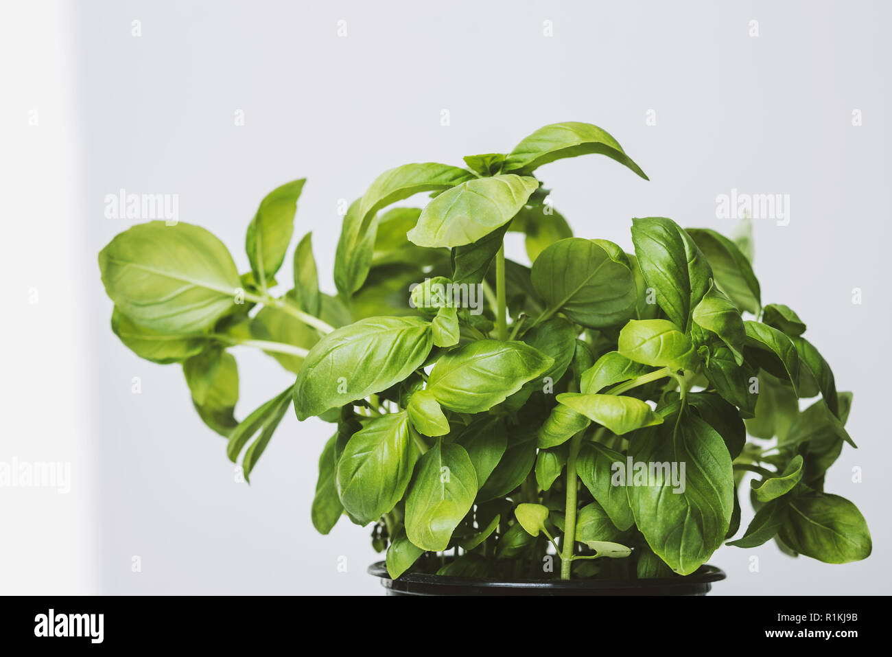 Green basil in pot isolated on white background Stock Photo - Alamy