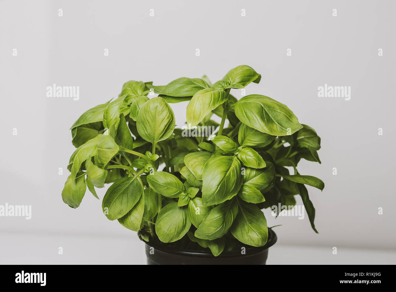 Green basil in pot isolated on white background Stock Photo - Alamy