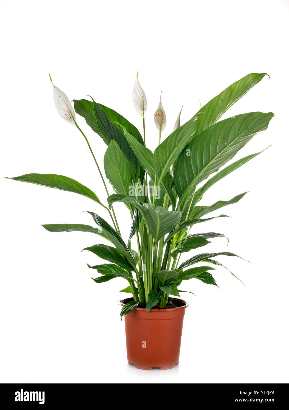 Spathy Spathiphyllum plant in front of white background Stock Photo - Alamy