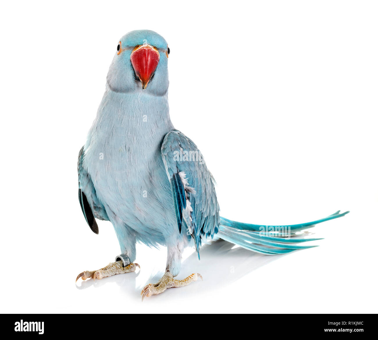Rose-ringed parakeet in front of white background Stock Photo - Alamy