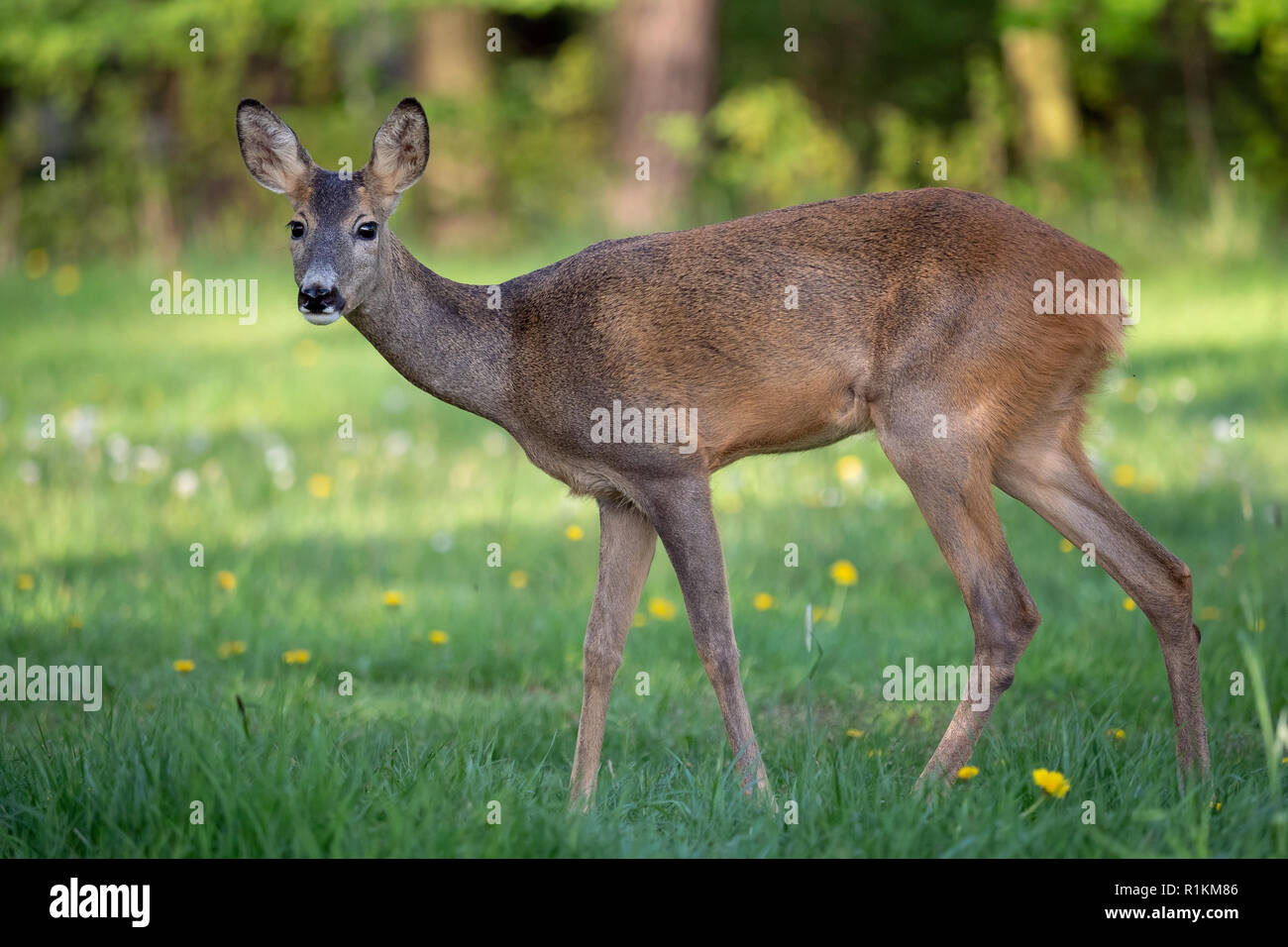 Roe deer fawns and spring hi-res stock photography and images - Alamy