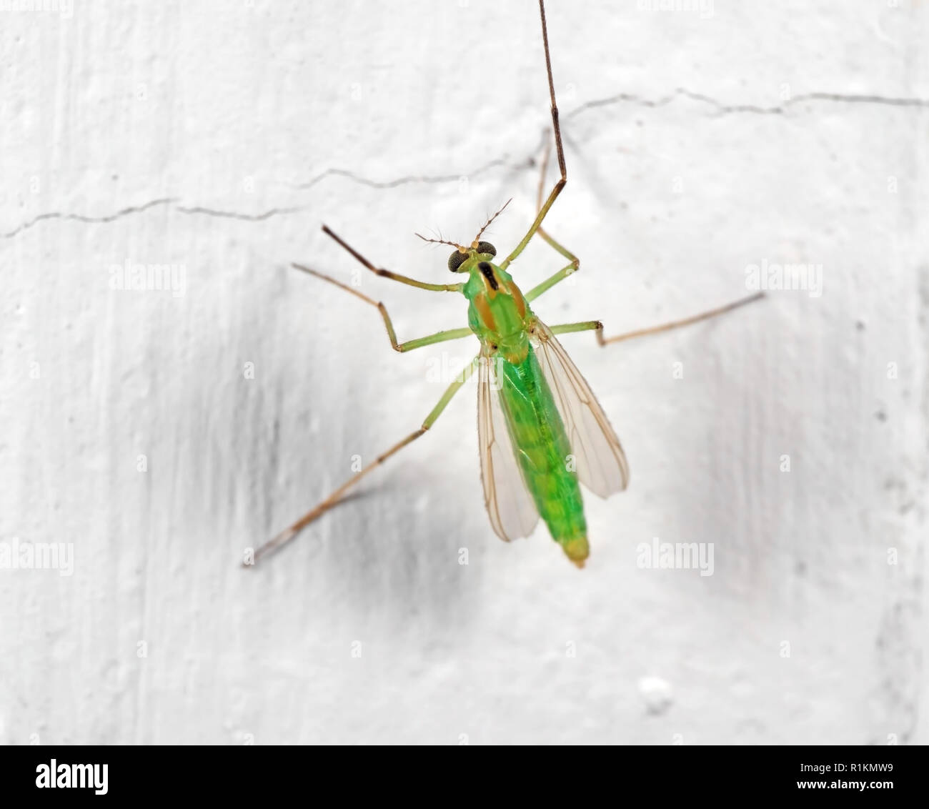 Macro Photography of Green Crane Fly on White Wall Stock Photo
