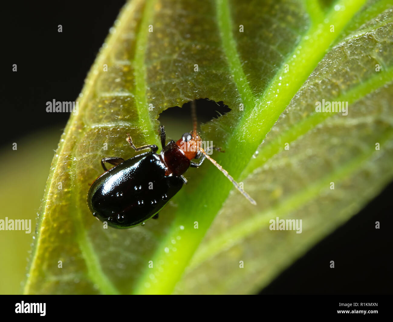 Macro Photography of Orange and Black Beetle Eating a Leaf Stock Photo