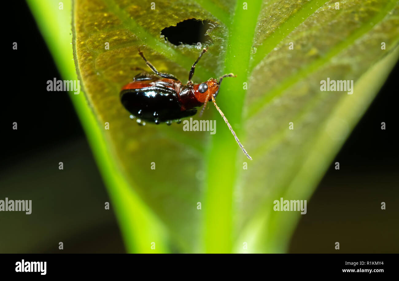 Macro Photography of Orange and Black Beetle on The Leaf was Eaten Stock Photo