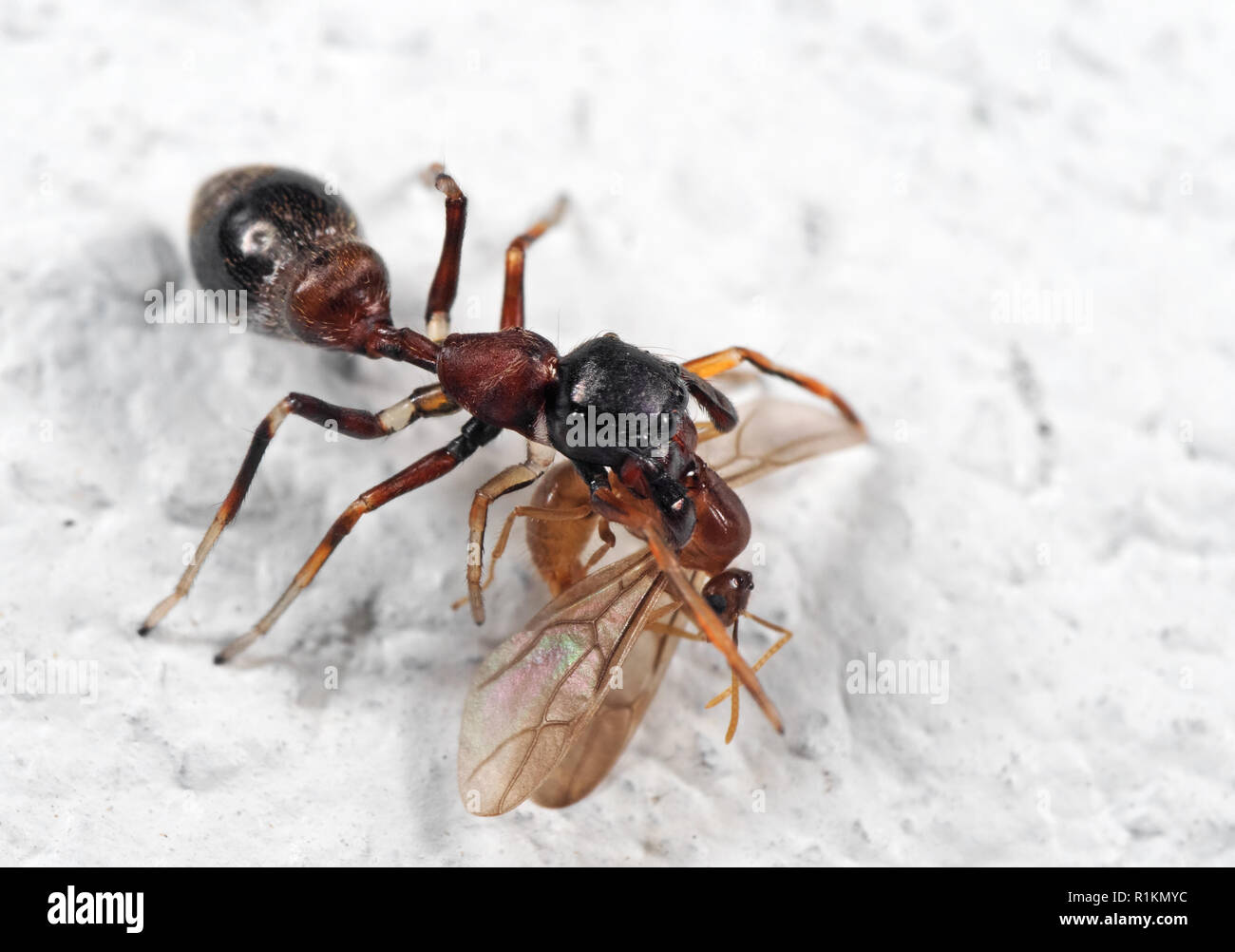 Macro Photography of Ant-Mimic Jumping Spider Eating Prey on White Floor Stock Photo